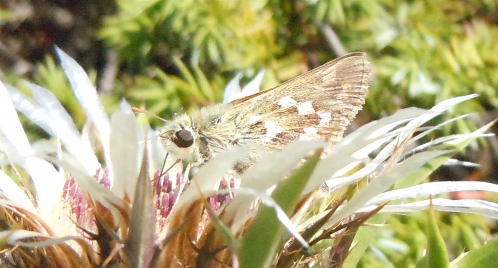 Hesperia comma?